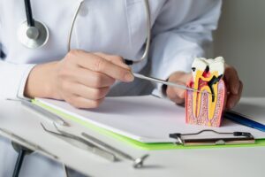 dentist showing a model tooth